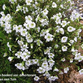 Arenaria hookeri var desertorum