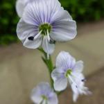 Veronica gentianoides 'Tissington White' - 