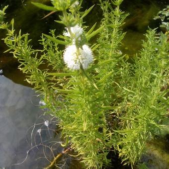 Mentha cervina 'Alba'