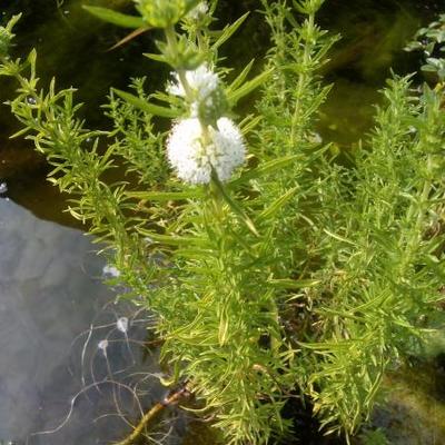 Mentha cervina 'Alba' 