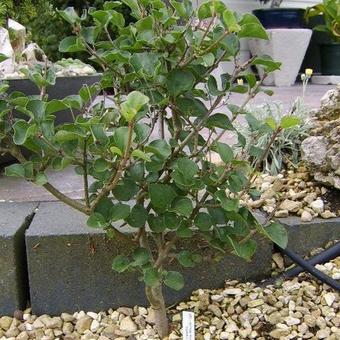 Syringa pubescens subsp. microphylla 'Superba'