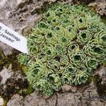 Saxifraga 'Jaromir' - 