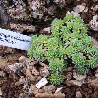 Saxifraga x polulacina 'Kathleen'