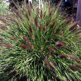 Pennisetum alopecuroides 'Black Beauty'