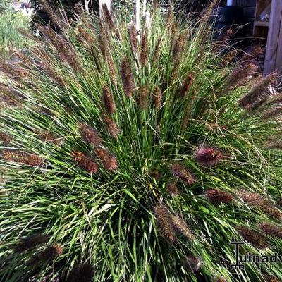 Pennisetum alopecuroides 'Black Beauty'  - Pennisetum alopecuroides 'Black Beauty'