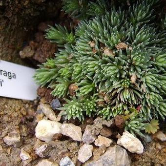 Saxifraga x elisabethae 'Lorelei'