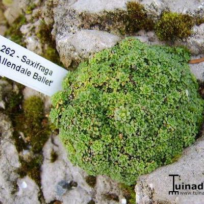 Saxifraga 'Allendale Ballet' - 