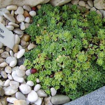 Saxifraga 'Allendale Dream'