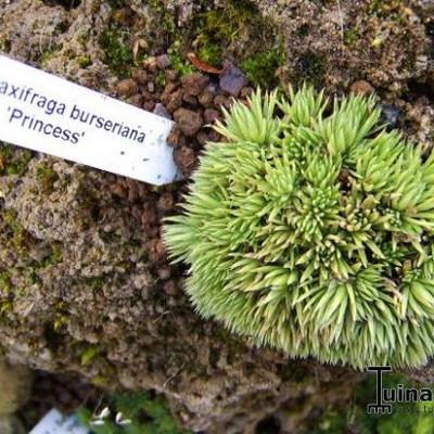 Saxifraga burseriana - 