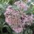 Eupatorium purpureum