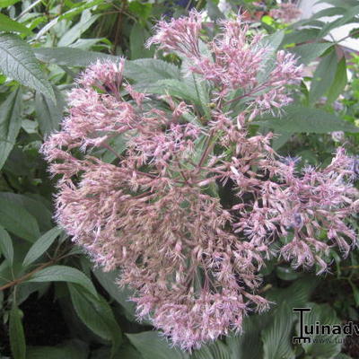 Eupatorium purpureum