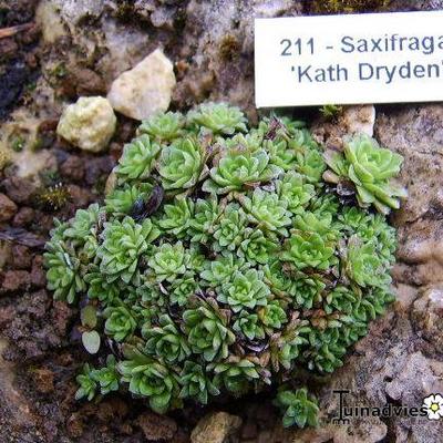 Saxifraga 'Kath Dryden' - 