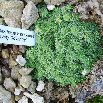 Saxifraga x proximae 'Kvety Coventry'