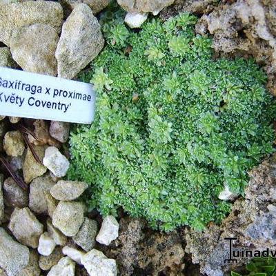 Saxifraga x proximae 'Kvety Coventry' - 