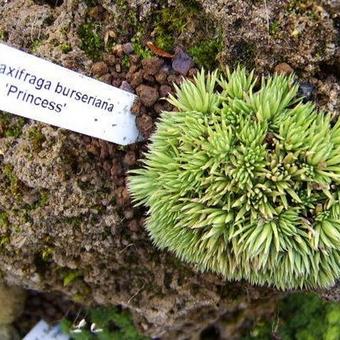 Saxifraga burseriana 'Princess'