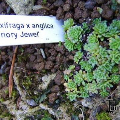 Saxifraga x anglica 'Priory Jewel' - 