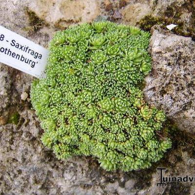 Saxifraga 'Gothenburg' - 