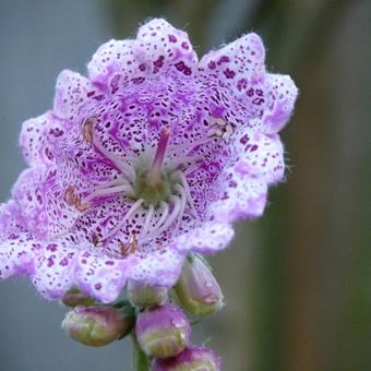 Digitalis purpurea