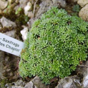 Saxifraga 'Charles Chaplin'