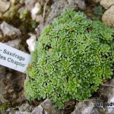 Saxifraga 'Charles Chaplin' - 