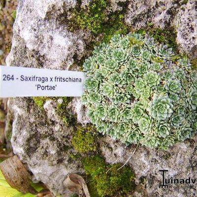 Saxifraga x fritschiana 'Portae' - 