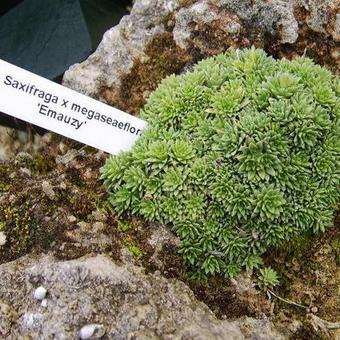 Saxifraga x megaseaeflora 'Emauzy'