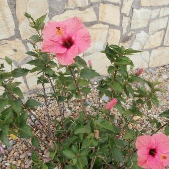 Hibiscus syriacus ‘Melrose’