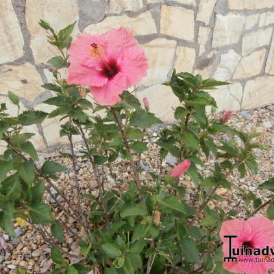 Hibiscus syriacus ‘Melrose’ - 