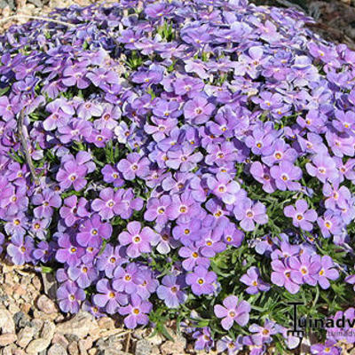 Phlox kelseyi 'Lemhi Purple' - 