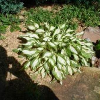 Hosta 'Undulata Mediovariegata'