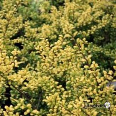 Ilex crenata 'Convexed Gold' - 