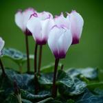 Cyclamen persicum - Cyclamen de Perse