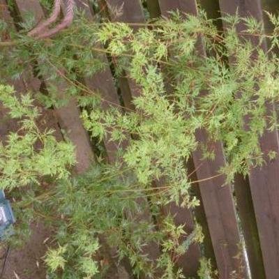 Acer palmatum var. dissectum 'Seiryu'