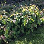 Cornus sericea 'Kelseyi' - Cornus sericea 'Kelseyi'