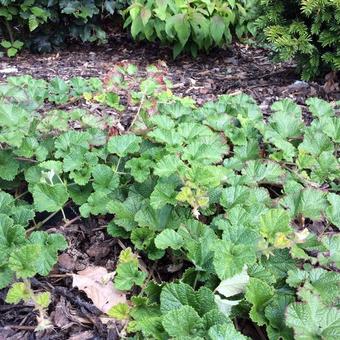 Rubus pentalobus