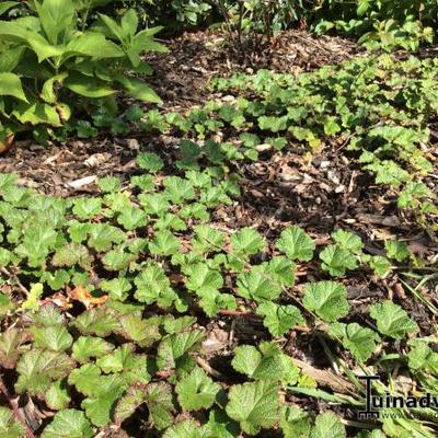 Rubus pentalobus - 