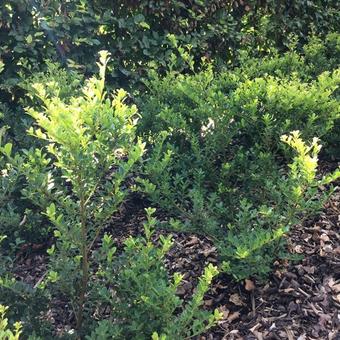 Ilex crenata ‘Green Hedge’