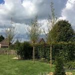 Salix alba ‘Chermesina’ - 