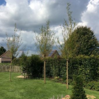 Salix alba ‘Chermesina’