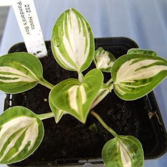 Hosta 'Pandora's Box'