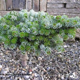 Abies koreana 'Kohout's Ice Breaker'