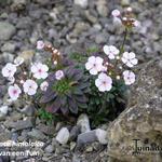 Androsace himalaica - 