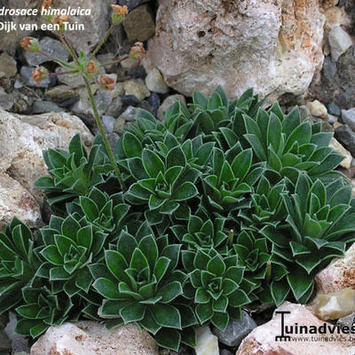 Androsace himalaica - 