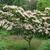 Cornus kousa 'Satomi'