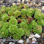 Androsace sempervivoides 'Susan Joan' - 