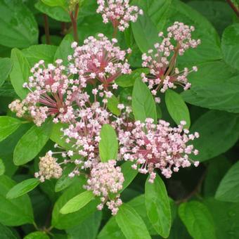 Ceanothus x pallidus 'Marie Simon'