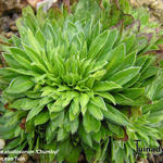 Androsace sarmentosa subsp. primuloides 'Chumbyi' - 