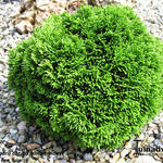 Chamaecyparis obtusa 'Juniperoides' - 