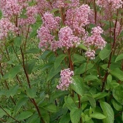 Ceanothus x pallidus 'Marie Simon'