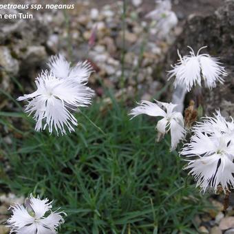 Dianthus petraeus ssp. noeanus